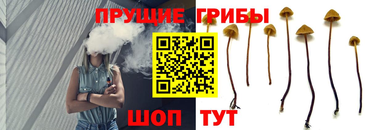 Тосно  Галлюциногенные грибы Cubensis  Вход с VPN 